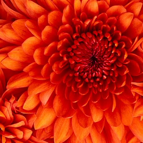 Github Hadeeljamal Kora - Premium Dark Wallpaper Gallery - Desktop