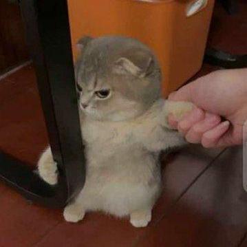 Dumbmachine Ratin Kumar Github - HD Light Photos for Desktop