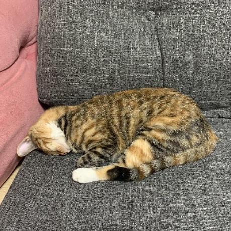 Bora Jeong97 Purple Cat Github - Desktop Gradient Backgrounds for Desktop