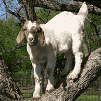 Handcraftsman (Cℓinton Sheppard) · GitHub