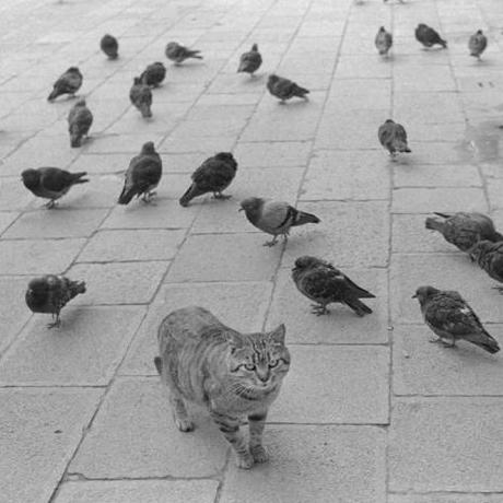 Github Sweta040799 Pigeons Final Year Project - Premium Minimal Design Gallery - 4K