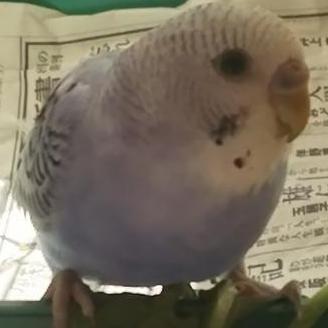 N Tomida Github - Best Gradient Designs in Ultra HD