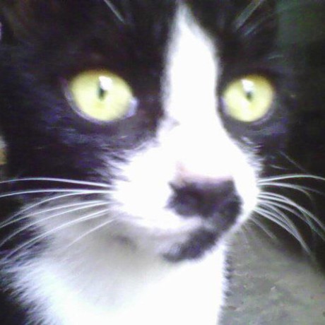 Liuchong 刘冲 Github