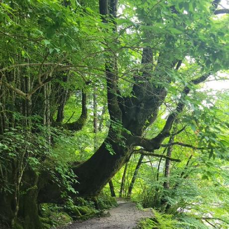 Github Katsurayamanouchi Official - Stunning Full HD Minimal Illustrations | Free Download