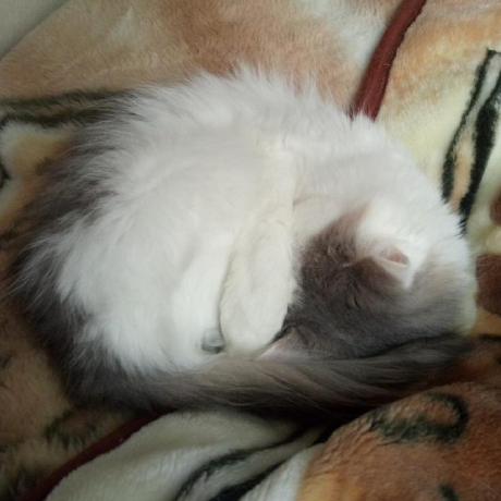 Salix Github - Download Premium Gradient Wallpaper | High Resolution