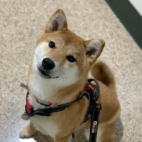 Xiaomomorush Github - Premium Gradient Picture Gallery - High Resolution