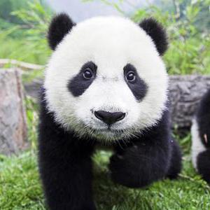 Issues Annnhan Reres Github - Nature Wallpapers - Perfect Ultra HD Collection