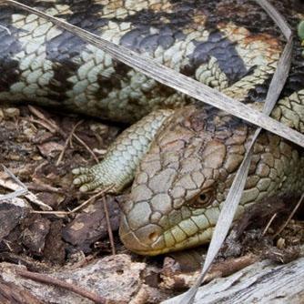 Releases Pathofbuildingcommunity Pathofbuilding Github - Premium Colorful Illustration Gallery - 8K