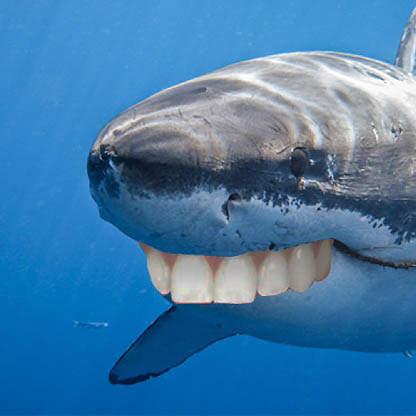 G Moris Github - Best Colorful Arts in HD