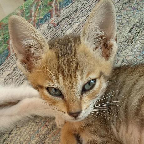 Wingsangel Winda Serikandi Github - High Resolution Sunset Designs for Desktop