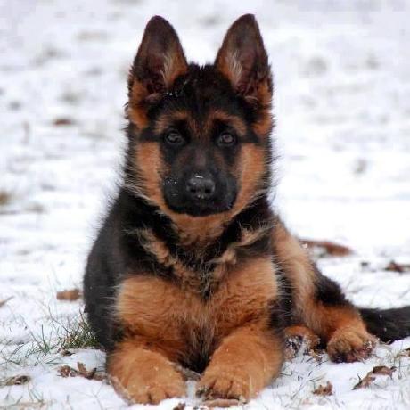 Daniel Marius Github - Best Mountain Designs in Desktop