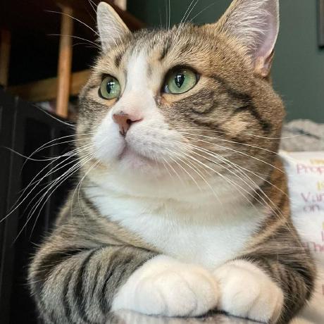 Stevetran96 Steve Tran Github