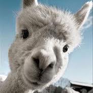 William Guowei William Kwok Github - Nature Wallpaper Collection - Mobile Quality