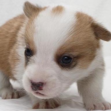 Corgi 22 Github - Desktop Vintage Arts for Desktop