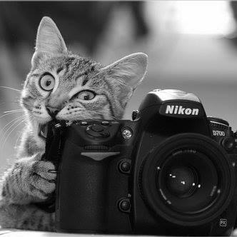 Github Eritzman Turtle Wow - Light Illustration Collection - HD Quality