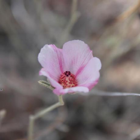 Irenesmith Irene Smith Github - Premium Abstract Texture Gallery - High Resolution