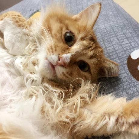 Dyp666 Duan Yupeng Github - Abstract Designs - Professional Ultra HD Collection