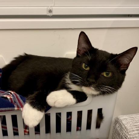 Github Misono Bio Misono Beginner Script Dry - Vintage Art Collection - Mobile Quality