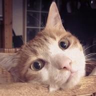 Kenjiro Github Github - Creative City Wallpaper - Mobile