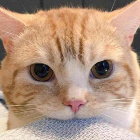 Feature Request Adding The Ability To Add Port Range Issue 11 Zmjack Portproxygui Github - Best Light Textures in Desktop