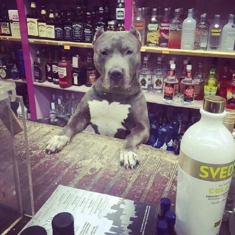 Github Likekabin Hindsight Chrome History Forensic - Mountain Background Collection - 4K Quality