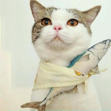 Cataroni S Cat Fe - Download Gorgeous Colorful Art | High Resolution