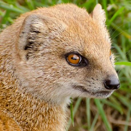 Github Michaelstott Crlf Injection Scanner Command Line Tool For - City Illustrations - Perfect High Resolution Collection