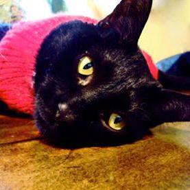 Github Jmanchan Minions - Best Dark Patterns in Desktop