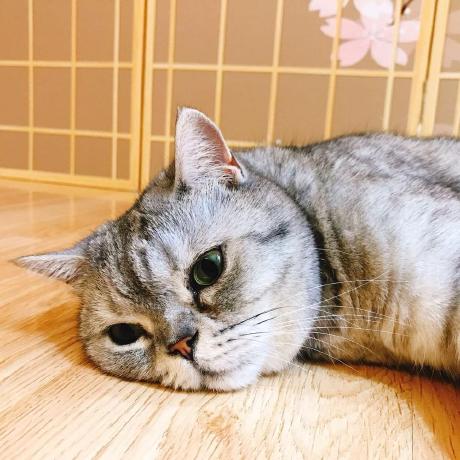 Willkewang Will Ke Wang Github - Ultra HD Gradient Designs for Desktop