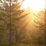 Github Mazehart Dima - Incredible Nature Art - 8K