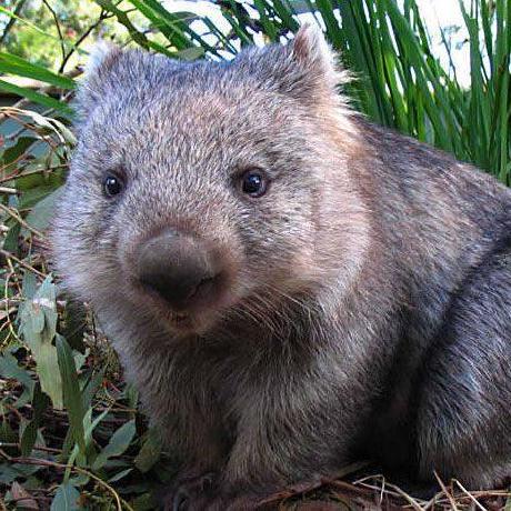 Flyingwombat Github - 8K Dark Photos for Desktop