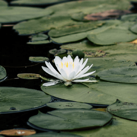 Mesnebiwendamilly Wendha Meno Github - Perfect Geometric Design - HD