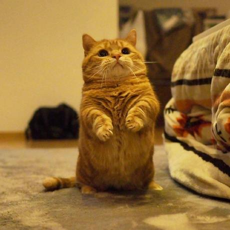 Kittenraee Rae Github - Dark Design Collection - Mobile Quality