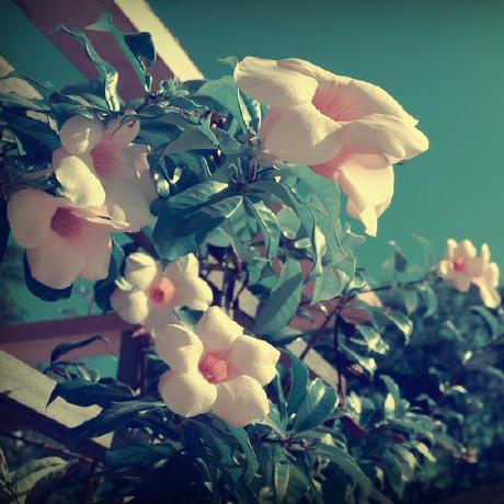 Mohamednaveed Mohamed Naveed Github - Geometric Images - Creative Desktop Collection