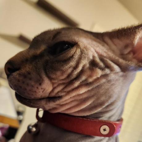 Github Adobe Apiplatform User Sync Py Application For Synchronizing - Perfect Retina Mountain Patterns | Free Download