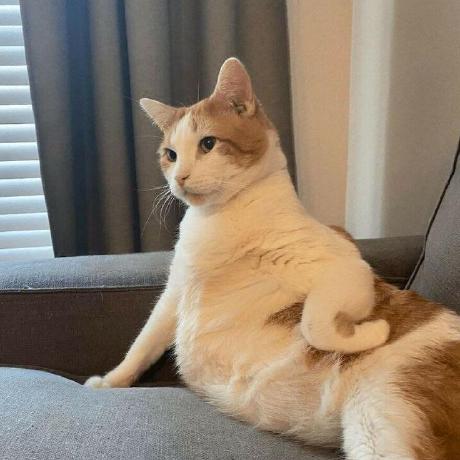 Issue 41 Zhaoweih Shadowsocks Tutorial Github - Download Stunning Vintage Art | Ultra HD