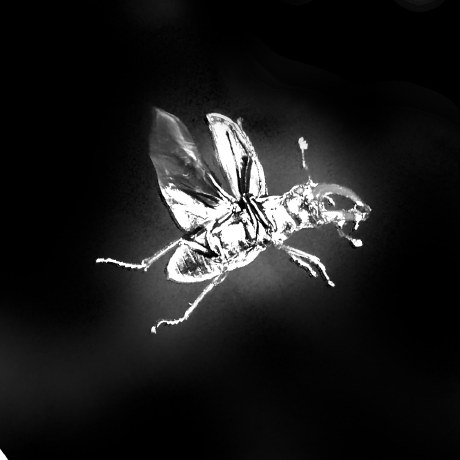 Oxape Github - Nature Arts - Classic 8K Collection