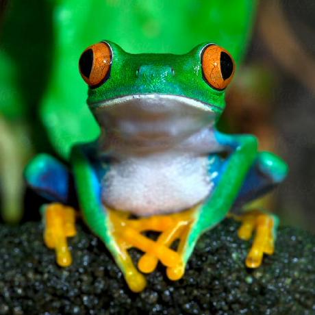 Frozenloop Frozenloop Github