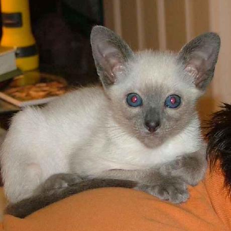 Github Madhavamaddy93 Kitty - High Quality Geometric Design - Full HD