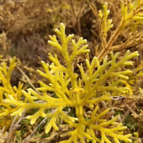 Charl King Charl King Github - Beautiful Vintage Wallpaper - 8K