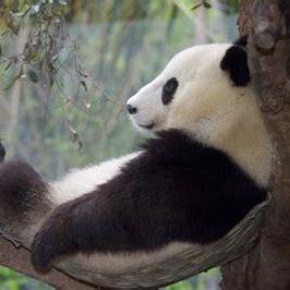 Chenlin0 Chenlin Github - Best City Wallpapers in HD