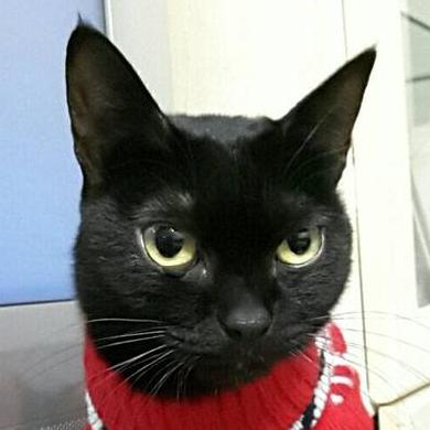 Coquin De Chien Github - Premium Vintage Pattern Gallery - High Resolution