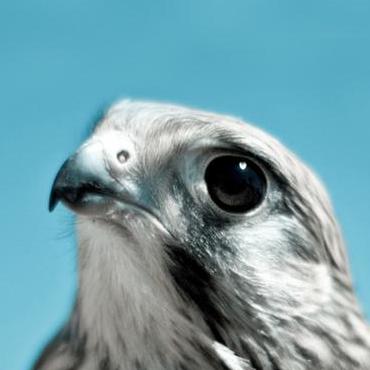 Github Eagleying Eagle - Creative 4K Nature Textures | Free Download