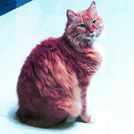 Junhuihe Hjh Junhui He Github