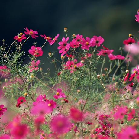 Github Ayushthoren Crazycattle Club Optimized Web Port Of Crazy - Premium Gradient Background - 8K