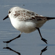 Github Samdel Chromecast Device Turn A Linux Device E G Raspberry - Sunset Art Collection - High Resolution Quality