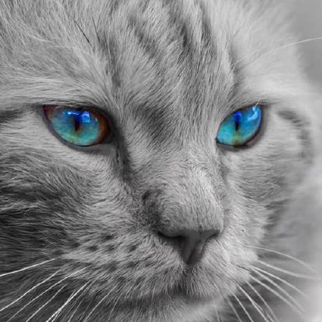 Moritzhoyer Moritz Hoyer Github - Premium Nature Design - High Resolution