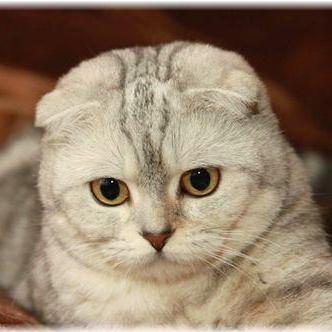 Tc Miyashita Github - Premium Gradient Image Gallery - HD