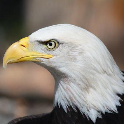 West Usa Github - Premium Nature Picture Gallery - High Resolution