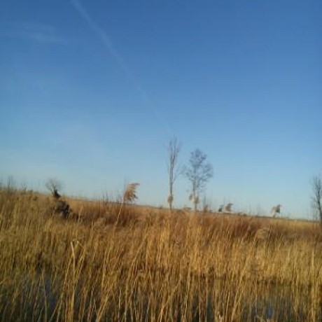 Github Gnyrfta Scaling Palm Tree - Geometric Backgrounds - High Quality Desktop Collection